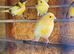 Mixed canaries