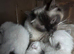 Gordious pure ragdoll kittens