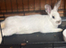 Bonded pair of male rabbits