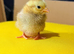 Days old serama chicks