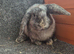 Male Mini Lops