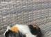 Baby guinea pigs all males