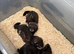 Black EU ferrets
