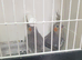 Cockatails