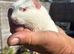 2 baby boy guinea pigs