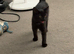 Cats for rehoming