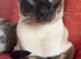 Full Traditional Siamese kittens