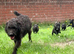 Patterdale x Lakeland puppies