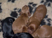 Kc reg Working cocker spaniel puppies