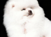 KC reg  STUD  Exceptional White Pomeranian &ndash; Top Quality