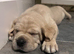 CANE CORSO PUPPIES LOOKING FOR THEIR FOREVER HOMES