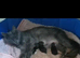 TICA Maine Coon Boy Last Kitten Available.