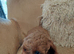 Cockapoo puppies f2
