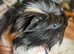 Baby coronet guineapig