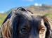 2 year old female cocker spaniel