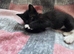 2 Beautiful Female Kittens &ndash; Ready Now, Vet Checked & Litter Trained &pound;140