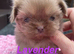 4 males Shihzu puppies available ready now !!