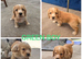 KC Reg health tested working cocker spaniels