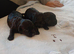 Jack-poo puppies