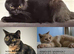 For Tortoise Shell Cats lovers. Ready on July.