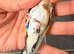 2025 goldfinch male