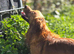 Fox red Golden Retrievers
