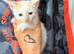 Last female kitten