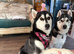 Adorable Siberian Huskies Puppies