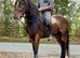 Sec D X (sports horse)