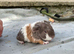 Teddy sows