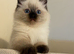 Seal point Ragdoll kittens