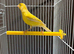 Male Irish fancy canary with cage