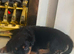 Rotweiler puppies