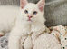 Maine coon x ragdoll ( RAGCOON )