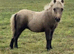 SPSBS registered colt