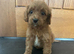 CAVAPOO PUPS F1 REDS PARANTS DNA TESTED