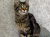 TICA Registered Maine Coon Kittens