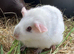 Pair of chocolate/dalmation bred sows