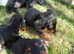 Dachund x toy poodle