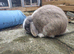 Friendly vaccinated male mini lop 14 months