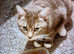 Cat £30