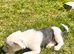 Collie x American bulldog puppies
