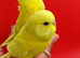 Super silly hand tamed baby budgies