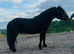 Black Standard Shetland Colt
