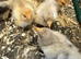 Bantam chicks available