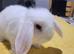 Mini lop