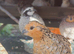 Bobwhite Quail Pairs For Sale Varying Colours