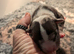 Beautiful Pocket Bullies