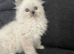 Pedigree Maine Coon xPedigree Ragdoll Kittens