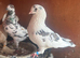 Mixed pair
